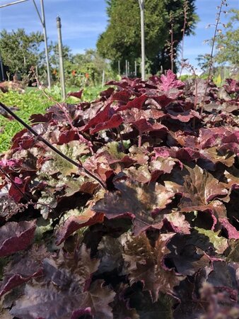 Heuchera m. 'Palace Purple' geen maat specificatie 0,55L/P9cm - afbeelding 12