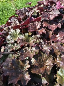 Heuchera m. 'Palace Purple' geen maat specificatie 0,55L/P9cm - afbeelding 13