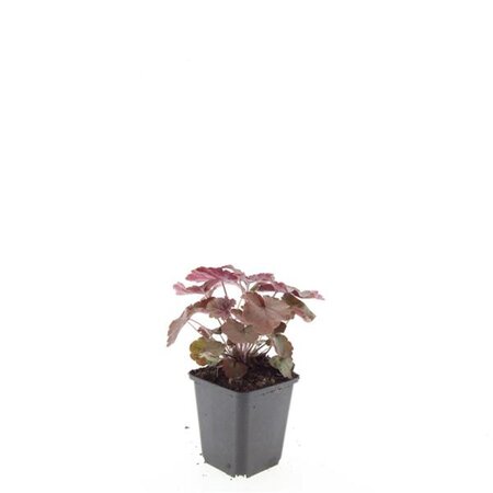 Heuchera m. 'Palace Purple' geen maat specificatie 0,55L/P9cm - afbeelding 6