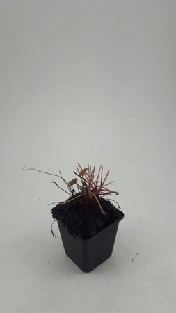 Heuchera m. 'Palace Purple' geen maat specificatie 0,55L/P9cm - afbeelding 7