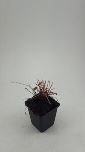 Heuchera m. 'Palace Purple' geen maat specificatie 0,55L/P9cm - afbeelding 7