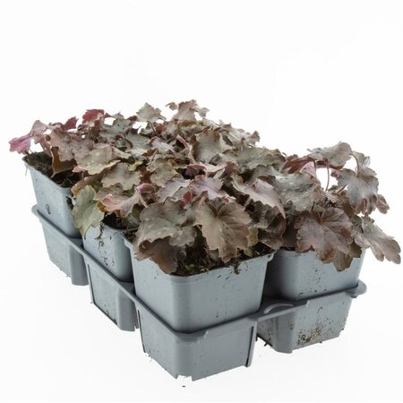 Heuchera m. 'Palace Purple' geen maat specificatie 0,55L/P9cm - afbeelding 19