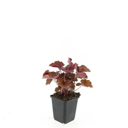 Heuchera m. 'Palace Purple' geen maat specificatie 0,55L/P9cm - afbeelding 9
