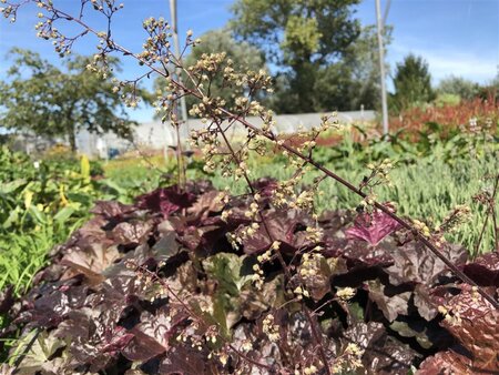 Heuchera m. 'Palace Purple' geen maat specificatie 0,55L/P9cm - afbeelding 14