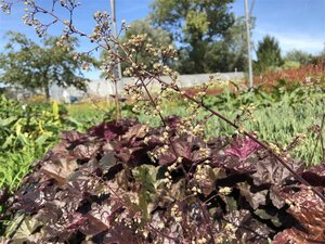 Heuchera m. 'Palace Purple' geen maat specificatie 0,55L/P9cm - afbeelding 14