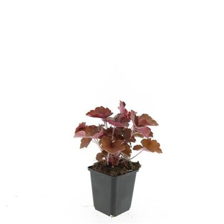 Heuchera m. 'Palace Purple' geen maat specificatie 0,55L/P9cm - afbeelding 8
