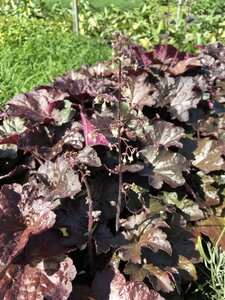 Heuchera m. 'Palace Purple' geen maat specificatie 0,55L/P9cm - afbeelding 15