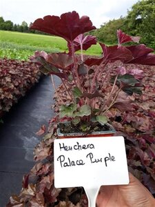 Heuchera m. 'Palace Purple' geen maat specificatie 0,55L/P9cm - afbeelding 2