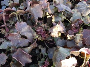 Heuchera m. 'Palace Purple' geen maat specificatie 0,55L/P9cm - afbeelding 2