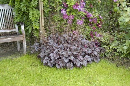 Heuchera m. 'Palace Purple' geen maat specificatie 0,55L/P9cm - afbeelding 16