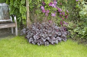 Heuchera m. 'Palace Purple' geen maat specificatie 0,55L/P9cm - afbeelding 16