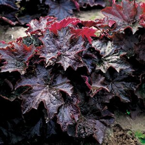 Heuchera m. 'Palace Purple' geen maat specificatie 0,55L/P9cm - afbeelding 17