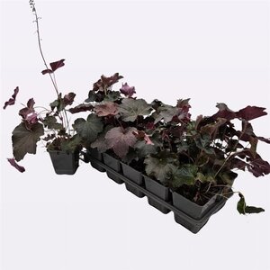 Heuchera m. 'Palace Purple' geen maat specificatie 0,55L/P9cm - afbeelding 20