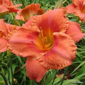 Hemerocallis 'South Seas' geen maat specificatie 0,55L/P9cm