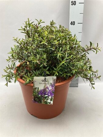 Hebe 'Mrs Winder' geen maat specificatie cont. 10L