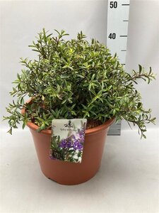 Hebe 'Mrs Winder' geen maat specificatie cont. 10L