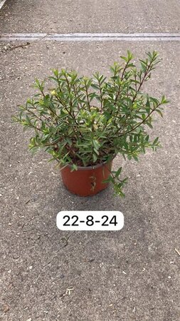 Hebe 'Mrs Winder' geen maat specificatie cont. 2,0L - image 1