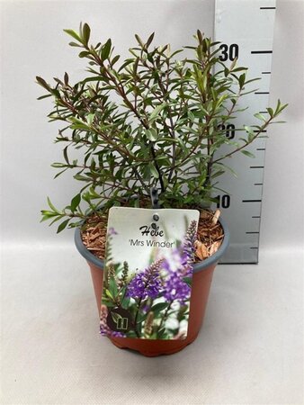 Hebe 'Mrs Winder' geen maat specificatie cont. 2,0L - image 2