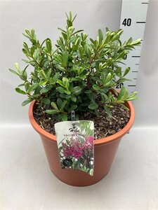 Hebe 'Nicola's Blush' geen maat specificatie cont. 10L