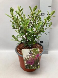 Hebe 'Nicola's Blush' geen maat specificatie cont. 2,0L - image 2