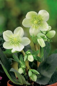 Helleborus niger geen maat specificatie 0,55L/P9cm - afbeelding 9