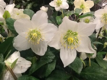 Helleborus niger geen maat specificatie 0,55L/P9cm - afbeelding 10