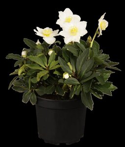 Helleborus niger geen maat specificatie 0,55L/P9cm