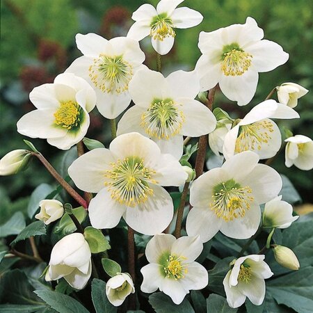 Helleborus niger geen maat specificatie 0,55L/P9cm - afbeelding 7