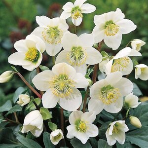 Helleborus niger geen maat specificatie 0,55L/P9cm - afbeelding 7