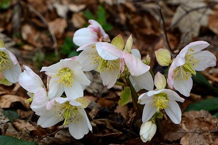 Helleborus niger geen maat specificatie 0,55L/P9cm - afbeelding 3