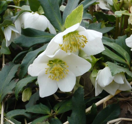 Helleborus niger geen maat specificatie 0,55L/P9cm - afbeelding 6