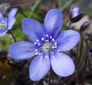 Hepatica nobilis geen maat specificatie 0,55L/P9cm - afbeelding 1
