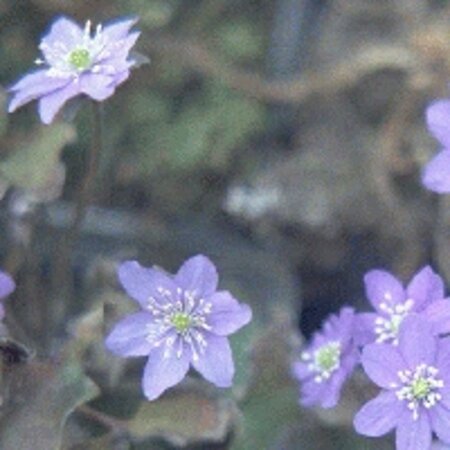Hepatica nobilis geen maat specificatie 0,55L/P9cm - afbeelding 2
