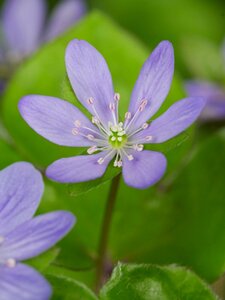Hepatica nobilis geen maat specificatie 0,55L/P9cm - afbeelding 3