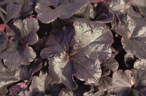 Heuchera 'Obsidian' geen maat specificatie 0,55L/P9cm
