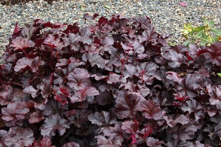 Heuchera 'Obsidian' geen maat specificatie 0,55L/P9cm - afbeelding 4