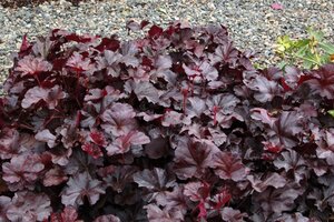 Heuchera 'Obsidian' geen maat specificatie 0,55L/P9cm - afbeelding 4