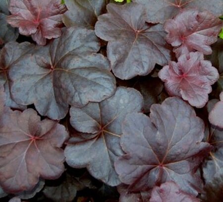 Heuchera 'Obsidian' geen maat specificatie 0,55L/P9cm - afbeelding 5