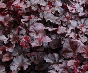 Heuchera 'Obsidian' geen maat specificatie 0,55L/P9cm - afbeelding 6