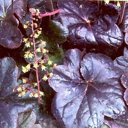 Heuchera 'Obsidian' geen maat specificatie 0,55L/P9cm - afbeelding 7