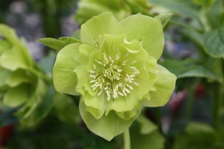 Helleborus o. 'Double Ellen Green' geen maat specificatie 0,55L/P9cm