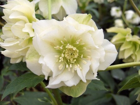 Helleborus o. 'Double Ellen White' geen maat specificatie 0,55L/P9cm - afbeelding 2