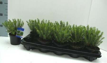 Hebe odora 'New Zealand Gold' 10-15 cm P10,5cm - afbeelding 1