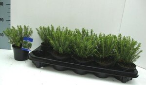 Hebe odora 'New Zealand Gold' 10-15 cm P10,5cm