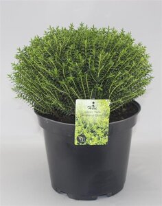 Hebe odora 'New Zealand Gold' geen maat specificatie cont. 10L
