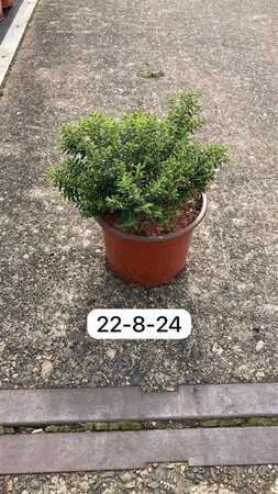 Hebe odora 'New Zealand Gold' geen maat specificatie cont. 2,0L - image 1