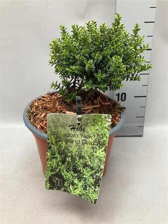 Hebe odora 'New Zealand Gold' geen maat specificatie cont. 2,0L - image 2