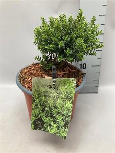 Hebe odora 'New Zealand Gold' geen maat specificatie cont. 2,0L - image 2