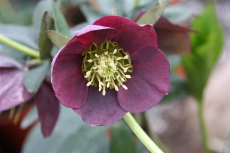 Helleborus o. 'Pretty Ellen Red' geen maat specificatie 0,55L/P9cm - afbeelding 1