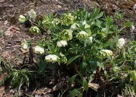Helleborus o. 'Pr. Ellen Spotted' geen maat specificatie 0,55L/P9cm